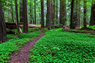 Avenue of the Giants-7093.jpg